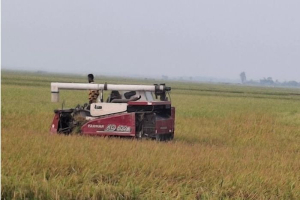 হাজার কোটি টাকার ক্ষতি ঠেকাতে হাওরে আসছে নতুন ধানের জাত