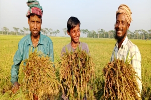 গোয়াইনঘাটে হাওরে বোরো ধান কাটা শুরু 