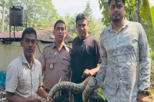 শ্রীমঙ্গলে দেয়ালের ওপর থেকে অজগর উদ্ধার শ্রীমঙ্গলে দেয়ালের ওপর থেকে অজগর উদ্ধার