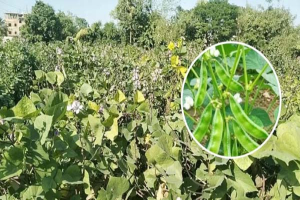 মাধবপুরে শিমের সবুজ স্বপ্ন, ভালো দামে লাভের আশায় কৃষকের চোখে হাসি মাধবপুরে শিমের সবুজ স্বপ্ন, ভালো দামে লাভের আশায় কৃষকের চোখে হাসি