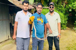 শ্রীমঙ্গলে শ্রমিক কলোনির ঘর থেকে পদ্মগোখরা উদ্ধার শ্রীমঙ্গলে শ্রমিক কলোনির ঘর থেকে পদ্মগোখরা উদ্ধার