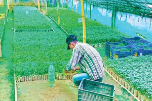 মৌলভীবাজারের টমেটো চাষিদের দ্বিমুখী লড়াই