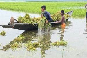 ফসল গেল পানিতে, শেষ সম্বল নৌকাও চুরি ফসল গেল পানিতে, শেষ সম্বল নৌকাও চুরি