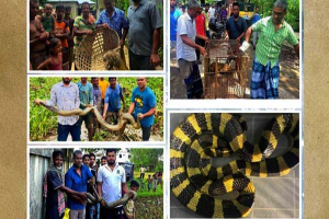 বন সংকুচিত, লোকালয়ে বাড়ছে বন্যপ্রাণীর আনাগোনা