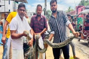 শ্রীমঙ্গলে লোকালয় থেকে অজগর সাপ উদ্ধার শ্রীমঙ্গলে লোকালয় থেকে অজগর সাপ উদ্ধার