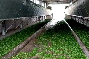 তীব্র লোডশেডিংয়ে বিপর্যস্ত চা উৎপাদন
