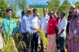 কৃষিতে আলো ছড়াচ্ছে কৃষক মাসুক'র চাষ করা নতুন উদ্ভাবিত ব্রি-১০৩ জাতের ধান