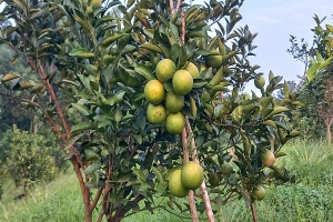 জুড়িতে মাল্টা চাষে আগ্রহ বাড়ছে চাষিদের