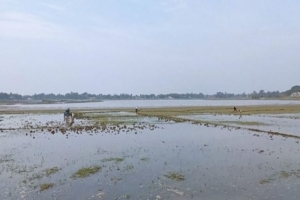 হাওরে জলাবদ্ধতায় বিলম্বিত হচ্ছে বোরো আবাদ