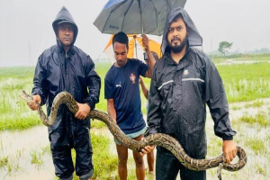 মাছ ধরার জালে উঠে এলো অজগর মাছ ধরার জালে উঠে এলো অজগর