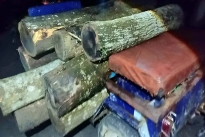 কমলগঞ্জে রাতের আঁধারে চলছে বৃক্ষ নিধন