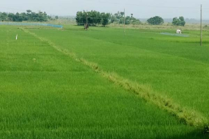 গোয়াইনঘাটের মাঠজুড়ে আমনের সবুজ ঢেউ, বাম্পার ফলনের আশা কৃষকদের