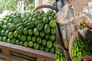 শ্রীমঙ্গলে ‘অস্থির’ লেবুর বাজার