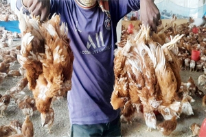 মৌলভীবাজারে রানীক্ষেত রোগে ক্ষতির মুখে পোল্ট্রি খামারিরা