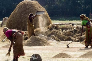 ধানের দামে ধস, চড়া চালের বাজার: সুনামগঞ্জে সবচেয়ে চাপে কৃষক