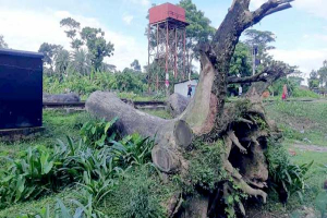 শায়েস্তাগঞ্জ রেলওয়ে জংশনে মাসের পর মাস পড়ে আছে লাখ টাকার কড়ই গাছ