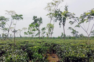 প্রধানমন্ত্রীর সফর উপলক্ষে বন্ধ থাকবে মৌলভীবাজারের ৯২ চা বাগান প্রধানমন্ত্রীর সফর উপলক্ষে বন্ধ থাকবে মৌলভীবাজারের ৯২ চা বাগান