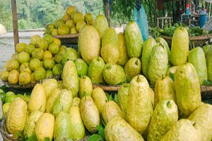 সিলেটের টিলায় টিলায় জারার সুবাস, সম্ভাবনার ডানায় উড়তে চায় শাসনী
