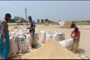 শায়েস্তাগঞ্জে ১৩২০ টাকা মণ দরে সরকারি ভাবে ১৮১ মেট্রিক টন ধান ক্রয়