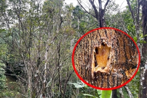 নতুন রোগের আক্রমণ কমলা বাগানে 