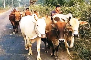 দোয়ারাবাজারে ভারতীয় গরুতে ছয়লাব পশুর হাট