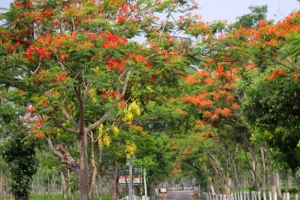 সড়ক যেন ফুলের তোরণ