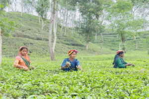 স্বস্তির বৃষ্টিতে সবুজে ভাসছে চা-বাগান