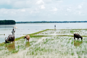 মৌলভীবাজারে গবাদিপশু নিয়ে বিপাকে বন্যাকবলিত মানুষ মৌলভীবাজারে গবাদিপশু নিয়ে বিপাকে বন্যাকবলিত মানুষ