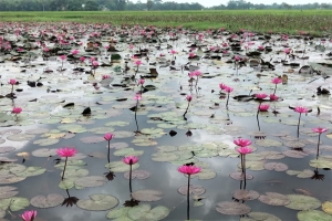 শোভা ছড়াচ্ছে লাল শাপলা