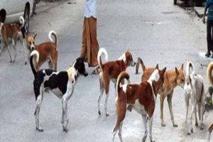 হবিগঞ্জে পাগলা কুকুরের কামড়ে আহত ২২ 