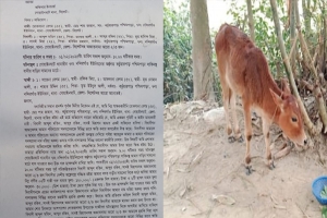 গোয়াইনঘাটে জোর করে গৃহিনীর গবাদিপশু ও ছাগল নেওয়ার অভিযোগ 