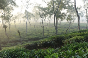 শ্রীমঙ্গলে সর্বনিম্ন তাপমাত্রা 