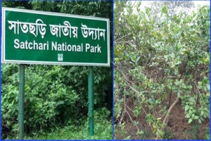 সাতছড়িতে চলছে অবৈধ লেবু চাষ, হুমকির মুখে জীববৈচিত্র