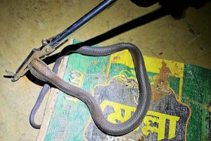 ওয়ারড্রোবের ড্রয়ার থেকে কুণ্ডলী পাকানো পদ্ম গোখরা উদ্ধার ওয়ারড্রোবের ড্রয়ার থেকে কুণ্ডলী পাকানো পদ্ম গোখরা উদ্ধার