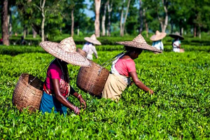 শ্রীমঙ্গলে চা-শ্রমিকদের ভাতা কম দেওয়ার অভিযোগ, ইউএনওর তদন্তের আশ্বাস শ্রীমঙ্গলে চা-শ্রমিকদের ভাতা কম দেওয়ার অভিযোগ, ইউএনওর তদন্তের আশ্বাস